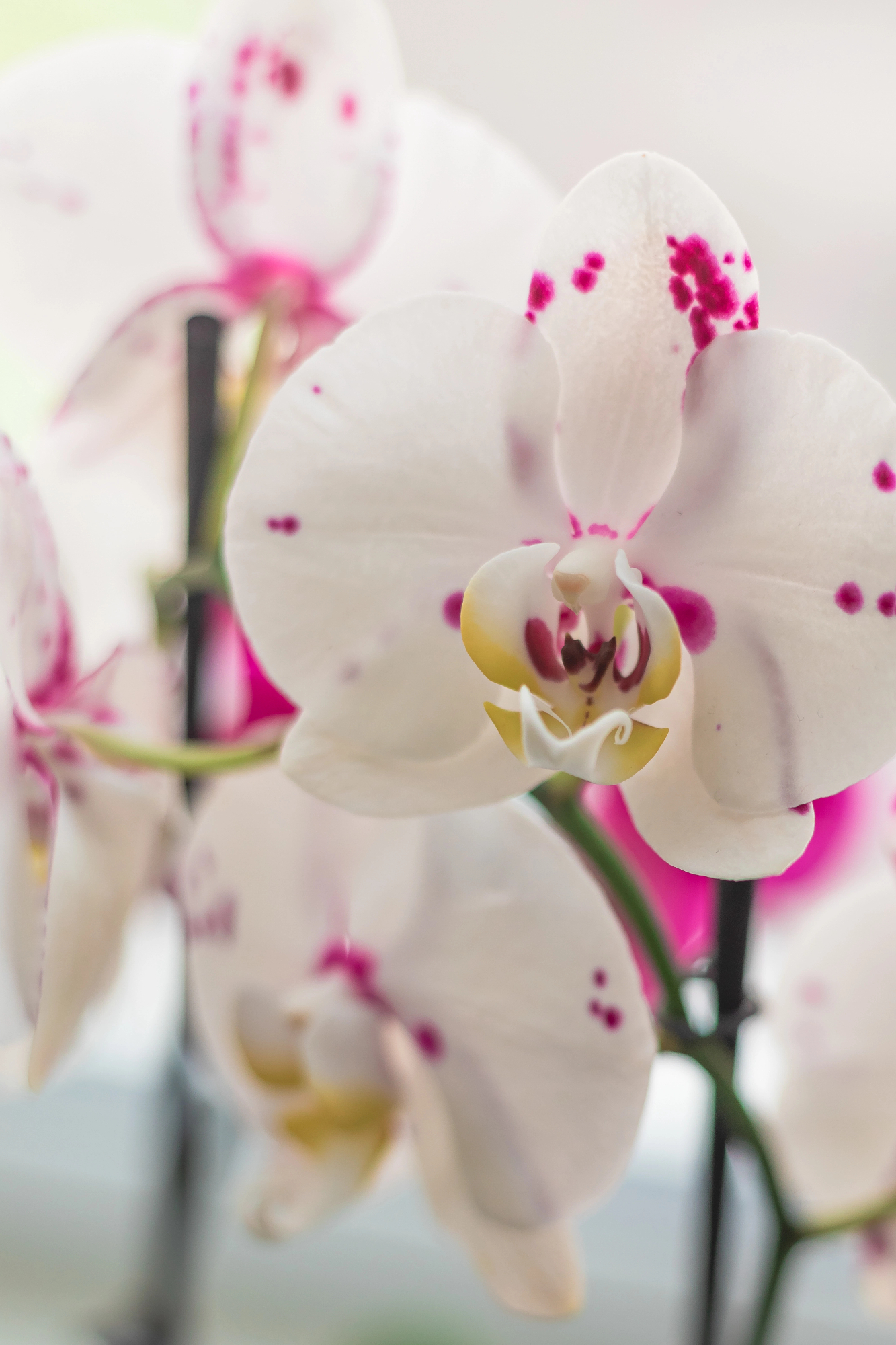 Cvetovi, ki jih ima orhideja lahko krasijo okensko polico tudi do štiri mesece